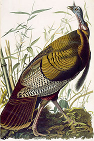 Audubon : Le dindon sauvage (wild turkey)