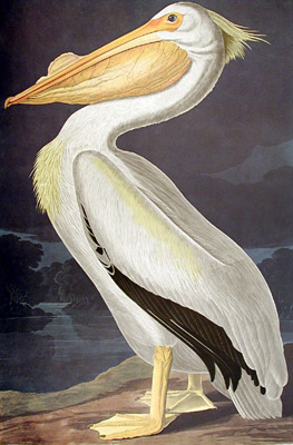 Plican blanc