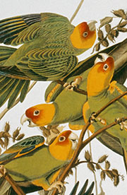 la perruche des carolines par Audubon : detail